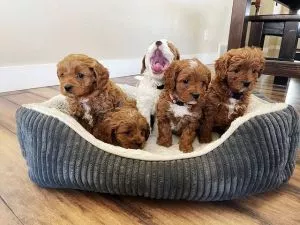 Prekrasni cavapoo štenci - 0