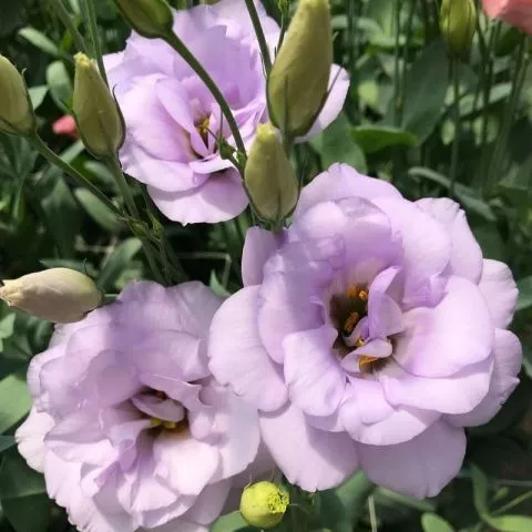 Lavanda Lizijantus - 0