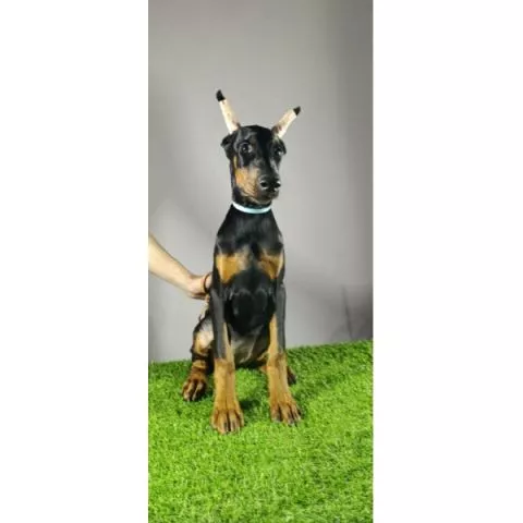 Štenci dobermana  - 3