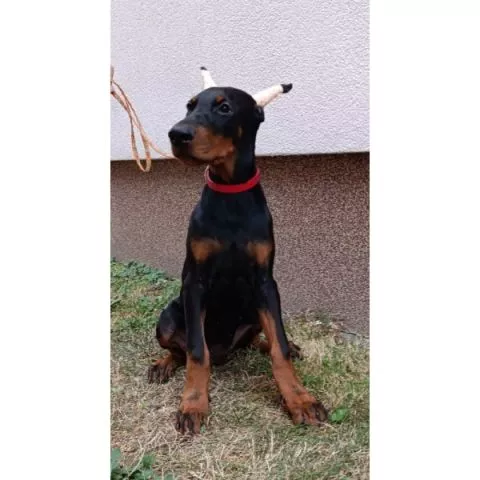 Štenci dobermana  - 0