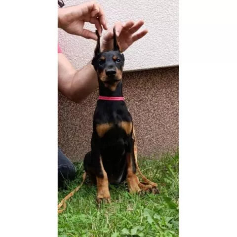 Štenci dobermana  - 4