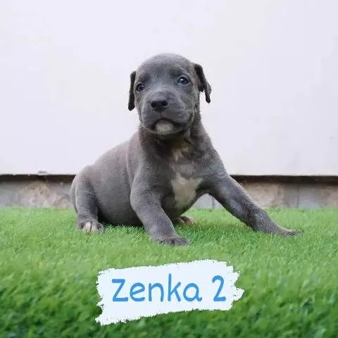 Bluenose Pitbull štenci - 3