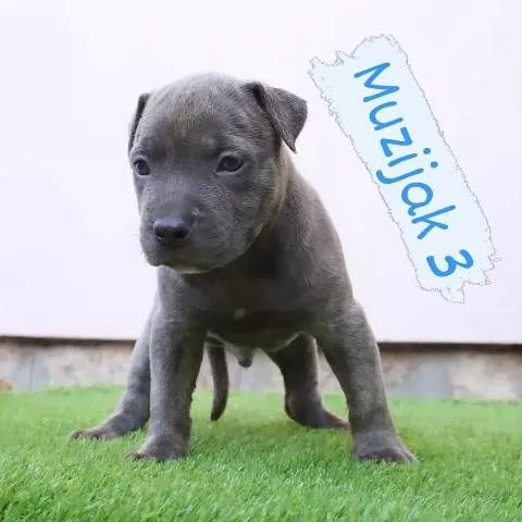 Bluenose Pitbull štenci - 2