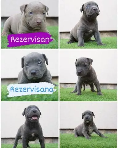 Bluenose Pitbull štenci - 4