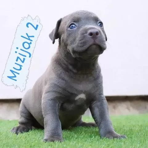 Bluenose Pitbull štenci - 1