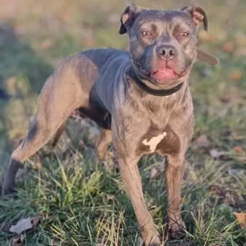 Bluenose Pitbull štenci - 6