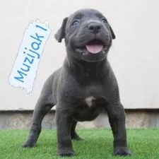 Bluenose Pitbull štenci - 0