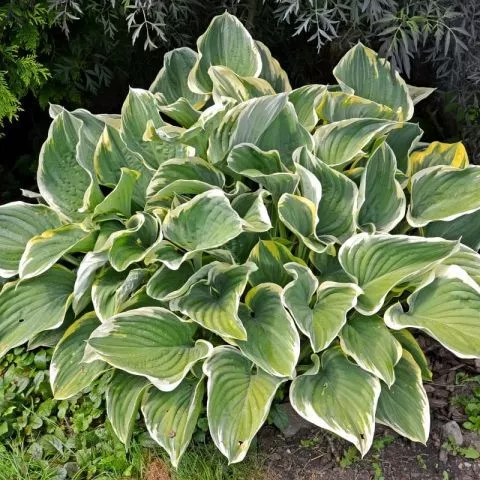 Hosta Francuska - Lisno dekorativna trajnica - 0