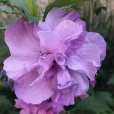 Baštenski hibiskus dupli roze - 0