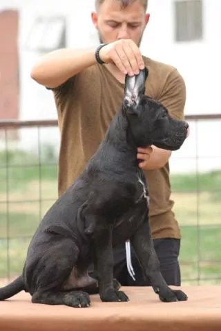 Cane corso štenci - 4