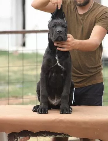 Cane corso štenci - 6