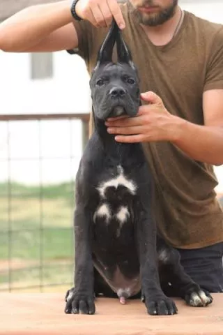 Cane corso štenci - 7