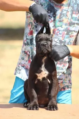 Cane corso štenci - 3