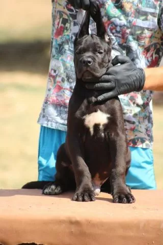 Cane corso štenci - 5