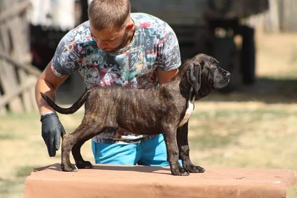 Cane corso štenci - 0