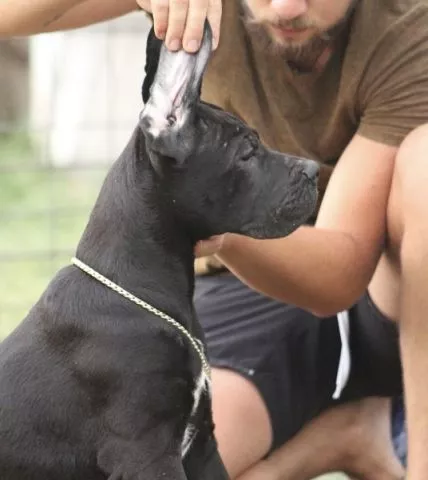 Cane corso štenci - 2