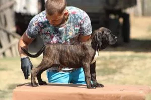 Cane corso štenci - 0