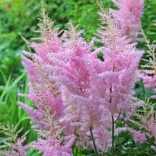 Astilbe Erika - cvetajuća perena - 0