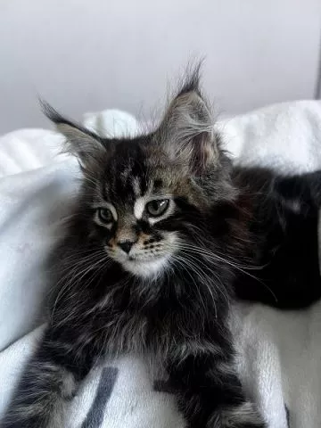 Maine coon mačići - 1