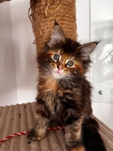 Maine coon mačići - 7