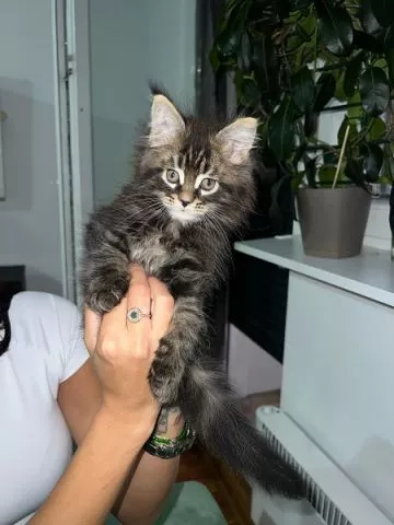 Maine coon mačići - 4