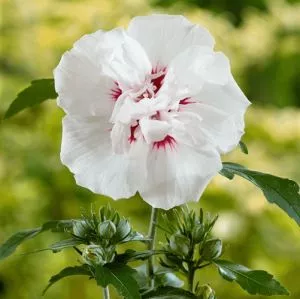 Baštenski dupli beli hibiskus - 0