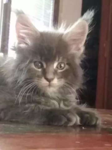 Maine Coon mačići - 5