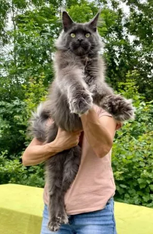 Maine Coon mačići - 1