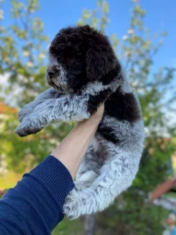 Lagotto Romagnolo štenci - 0