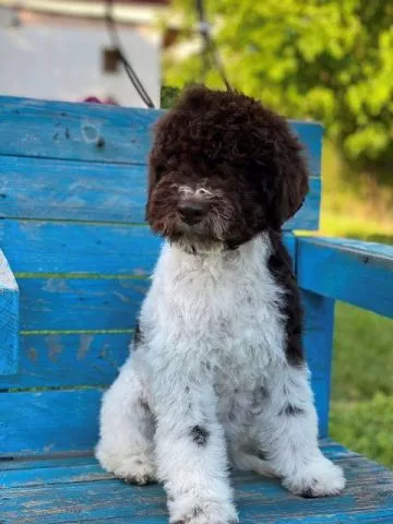 Lagotto Romagnolo štenci - 2