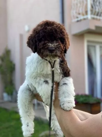 Lagotto Romagnolo štenci - 3