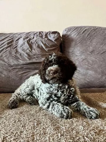 Lagotto Romagnolo štenci - 1