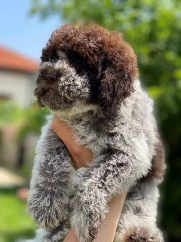 Lagotto Romagnolo štenci - 4