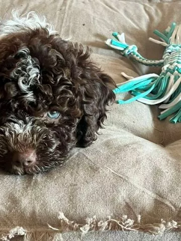 Lagotto Romagnolo štenci - 5