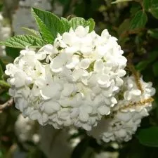 Viburnum Eskimo na stablu - 0