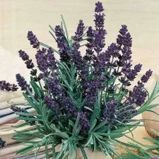 Lavanda - seme - 0