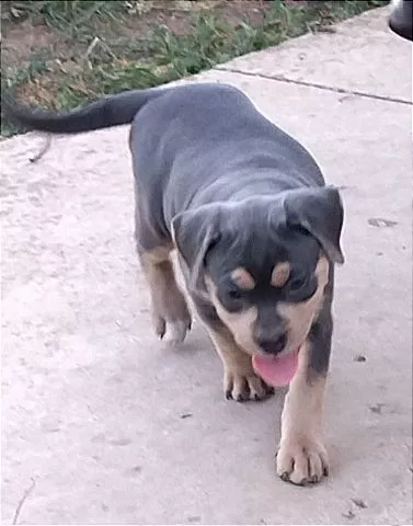 Pitbull muzjaci i zenkica xl - 4