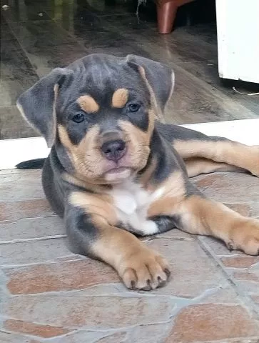 Pitbull muzjaci i zenkica xl - 3