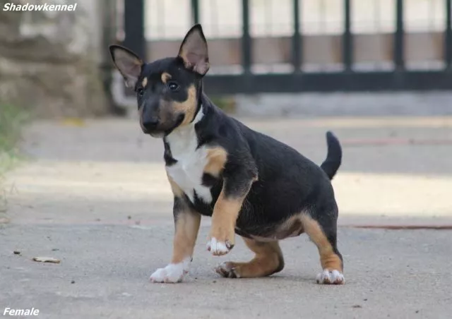 Mini Bull Terijer prelepi štenci - 15