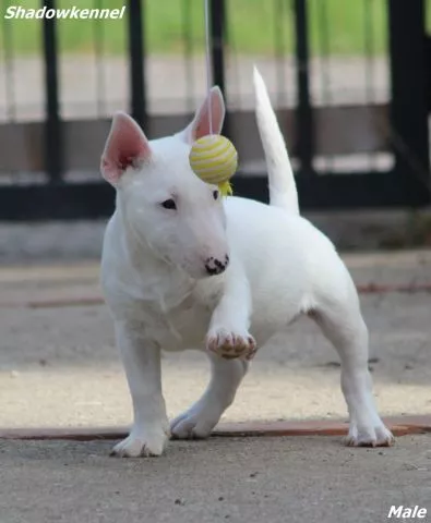 Mini Bull Terijer prelepi štenci - 11