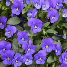 Viola mnogocvetna Plava 6 sadnica - 0