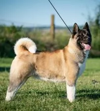 Američka Akita - 0