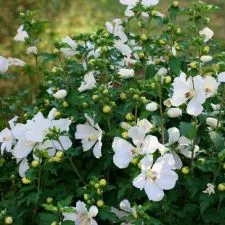 Baštenski beli hibiskus - 0