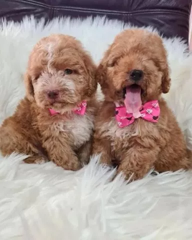 Labradoodle štenci F1B   - 0