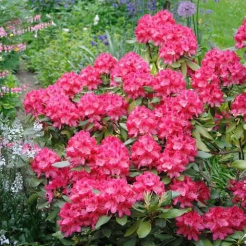 Rododendron Crveni - 0