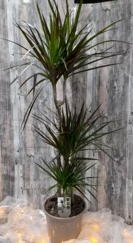 Dracena - 0