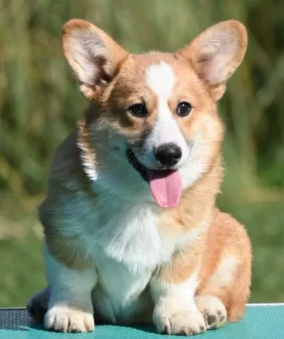 Velski korgi/Welsh Corgi Pembroke - 1