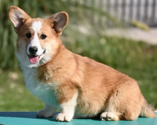 Velski korgi/Welsh Corgi Pembroke - 2