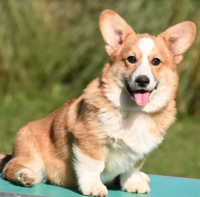 Velski korgi/Welsh Corgi Pembroke - 3