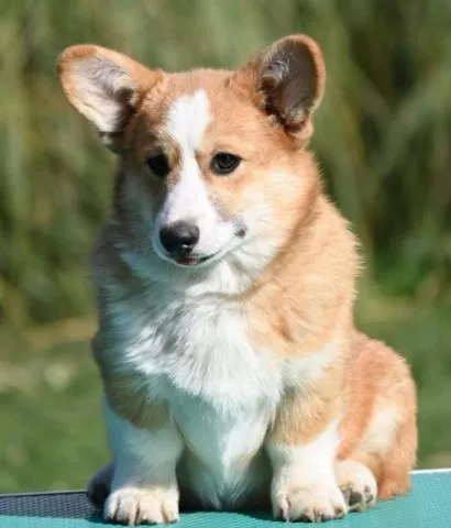 Velski korgi/Welsh Corgi Pembroke - 0